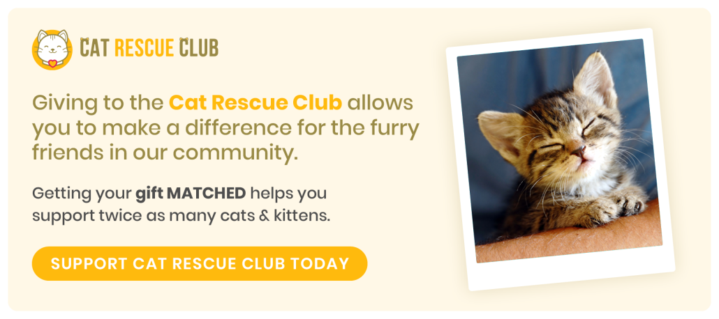 January newsletter by Cat Rescue Club