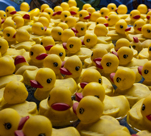A rubber duck race is a fun and easy school fundraising idea.