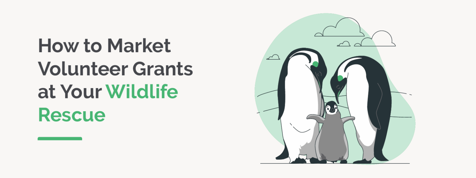 How to Market Volunteer Grants at Your Wildlife Rescue